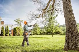 Best Hazardous Tree Removal  in Kaaawa, HI