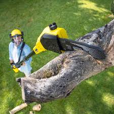 Trusted Kaaawa, HI Tree Care Experts
