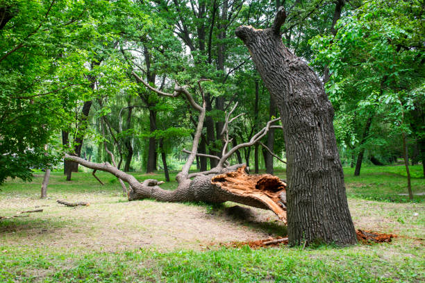 Best Emergency Tree Removal  in Kaaawa, HI