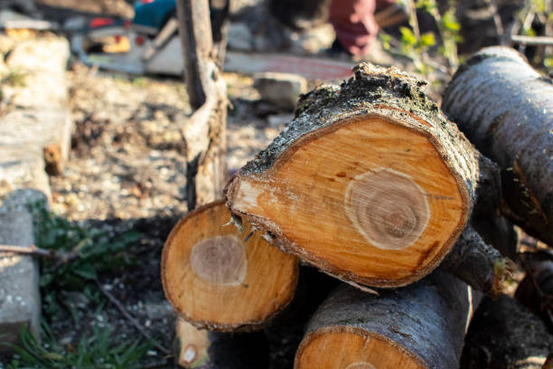 Best Tree Trimming and Pruning  in Kaaawa, HI