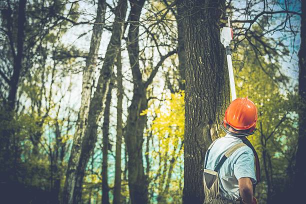 Best Tree Mulching  in Kaaawa, HI